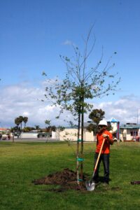 Tree Planting